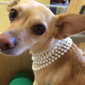 Meet your Posher, Chiquis